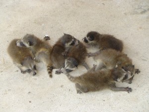 Batch of new born raccoon's