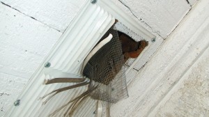 Raccoon Damage in Vent