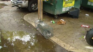 Raccoon Cage Trapping