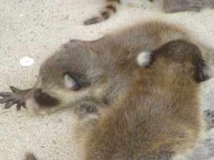 Baby raccoons pulled from an attic.