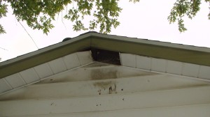 Soffit damage from raccoon