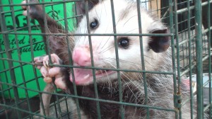 Opossum in cage trap