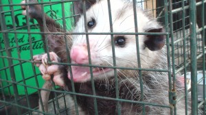 Opossum In A Cage